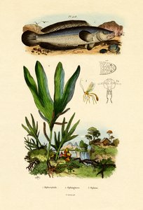 Cabeza de serpiente de French School